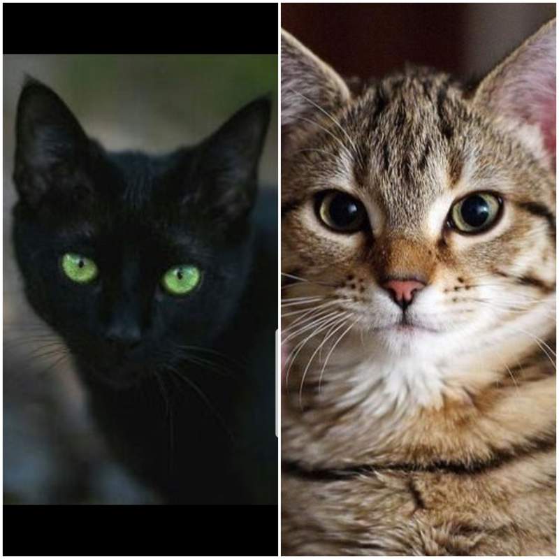 4 Handed Massage Near Me for Stress Relief