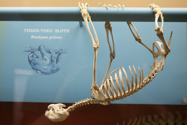 three-toed-sloth